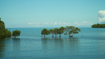 Mangroves in the sea against the blue sky and clouds.の写真素材