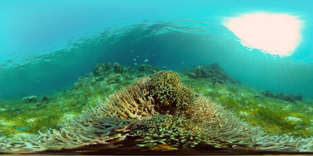 Underwater Colorful Tropical Fishes. wonderful and beautiful underwater colorful fishes and corals in the tropical reef. Philippines. 360 panorama VRの写真素材