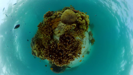 Sealife, Diving near a coral reef. Beautiful colorful tropical fish on the lively coral reefs...