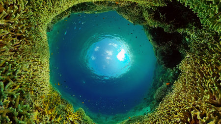 Coral reef underwater with fishes and marine life. Coral reef and tropical fish.の写真素材
