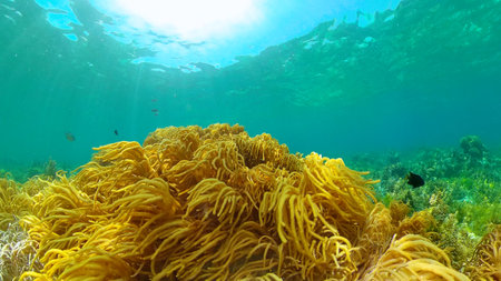 The underwater world of coral reef with fishes at diving. Coral garden under water. Philippines.の写真素材