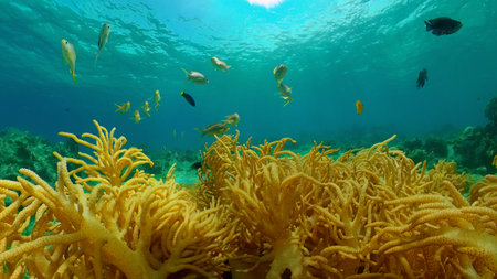 Underwater Colorful Tropical Fishes. wonderful and beautiful underwater colorful fishes and corals...