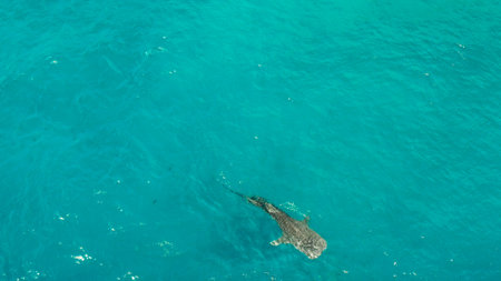 Aerial view of whale shark swims in the open sea. Whale shark in the wild wildlife. Philippines,Oslob, Cebu.の写真素材