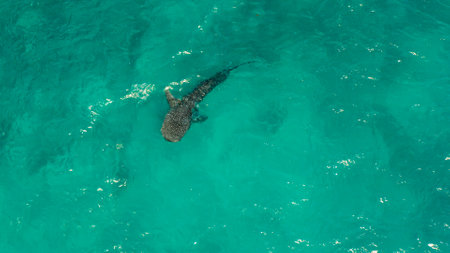 Aerial view of whale shark swims in the open sea. Whale shark in the wild wildlife....