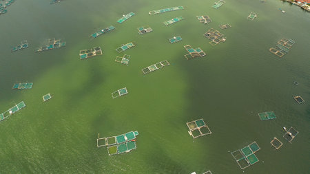 Aerial view of fish farm with cages for fish and shrimp on the lake Taal, Philippines, Luzon. Fish ponds for bangus, milkfish.の写真素材