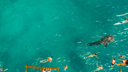Aerial view of tourists snorkeling and watch whale sharks in turquoise water. Summer and travel...