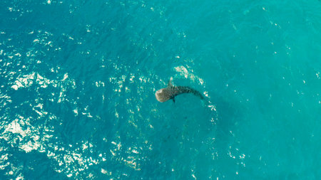 Whale shark in blue water in the open sea from above. Whale shark in the wild wildlife. Philippines,Oslob, Cebu.の写真素材