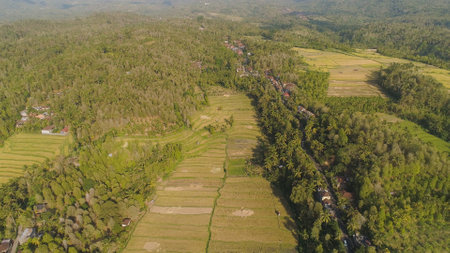 rice fields and agricultural land with crops. aerial view farmland with rice terrace agricultural crops in countryside Indonesia,Baliの写真素材