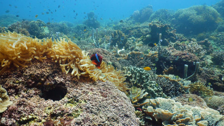 Coral reef and tropical fishes. The underwater world of the Philippines.