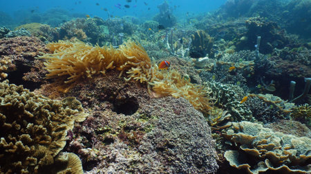 Tropical fishes and coral reef underwater. Hard and soft corals, underwater landscape. Travel...