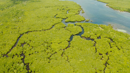 Aerial view of rivers in tropical mangrove forests. Mangrove landscape, Siargao,Philippines.