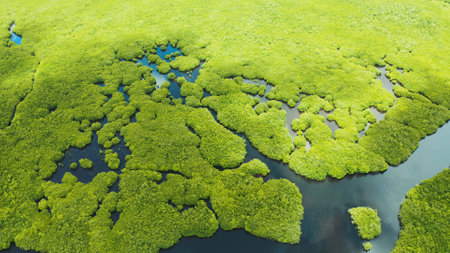 Tropical landscape with mangrove forest in wetland from above on Siargao island, Philippines.の写真素材