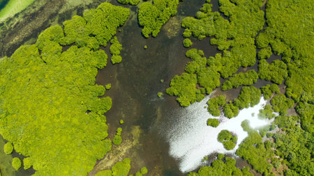 Aerial view green ecology mangrove nature tropical rainforest to the bay of sea. Mangrove landscape....