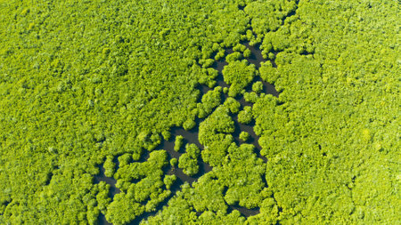 Mangrove rainforest with green trees in the sea water, aerial view. Tropical landscape with mangrove grove.の写真素材