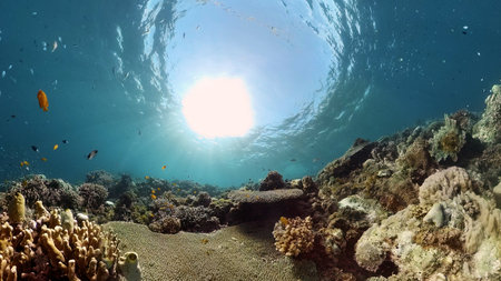 Reef Coral Tropical Garden. Tropical underwater sea fish. Colourful tropical coral reef....