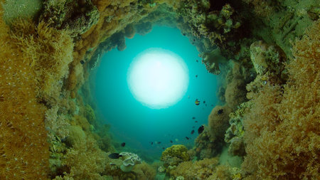 Beautiful underwater landscape with tropical fish and corals. Philippines.の写真素材