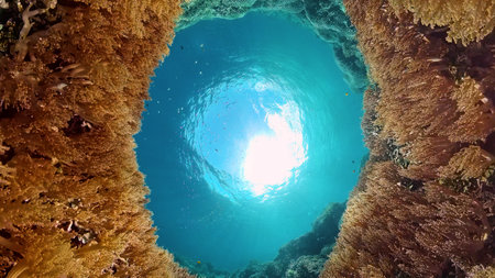 Tropical colourful underwater seas. Coral Garden with Underwater Vibrant Fish. Underwater tropical colourful soft-hard corals seascape. Philippines.の写真素材