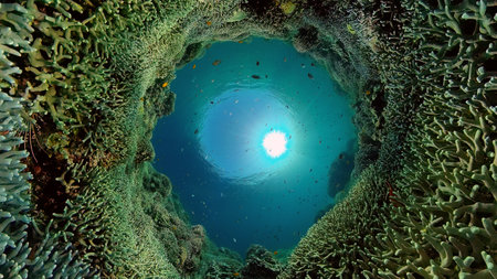 Tropical Underwater Colorful Reef. Tropical underwater sea fish. Philippines.の写真素材