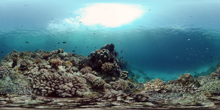 Tropical coral reef. Underwater fishes and corals. Underwater fish reef marine. Philippines. Virtual...