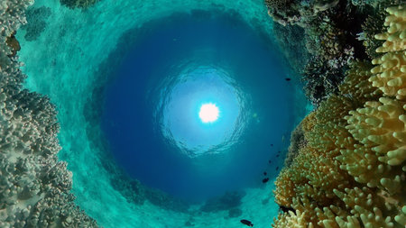 Tropical fishes and coral reef at diving. Beautiful underwater world with corals and fish.