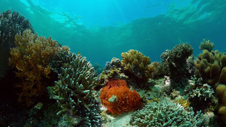 Tropical fishes and coral reef at diving. Underwater world with corals and tropical fishes....