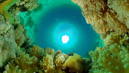 Coral garden seascape. Colourful tropical coral. Philippines.の写真素材