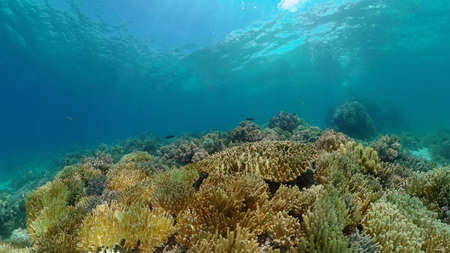 Tropical Fish Corals Marine Reef. Underwater Sea Tropical Life. Tropical underwater sea fishes....