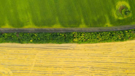Rolls of haystacks on the field after harvest and Green corn fields. Large wheaten field with...