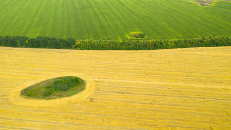 Rolls of haystacks on the field after harvest and Green corn fields. Large wheaten field with cylindrical haystacks in summer day.の写真素材