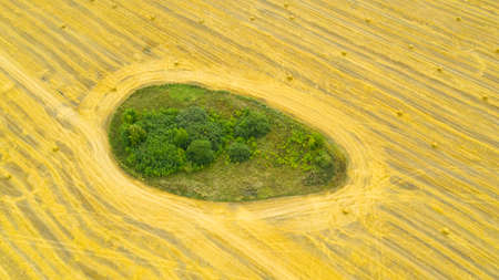 Rolls of haystacks on the field after harvest. Large wheaten field with cylindrical haystacks in...