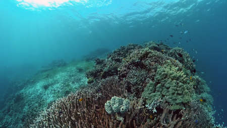 Coral reef underwater with fishes and marine life. Coral reef and tropical fish.