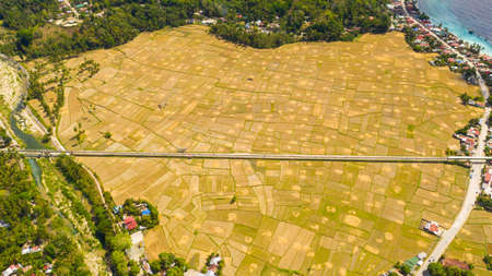 Farming and growing plants in rural areas of Bohol, Philippines.