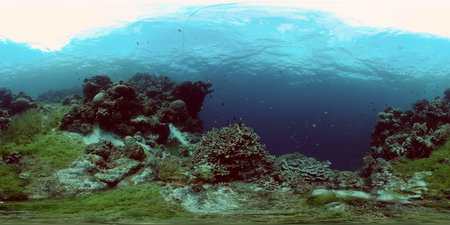 Colourful tropical coral reef. Scene reef. Marine life sea world. Philippines. Virtual Reality 360.