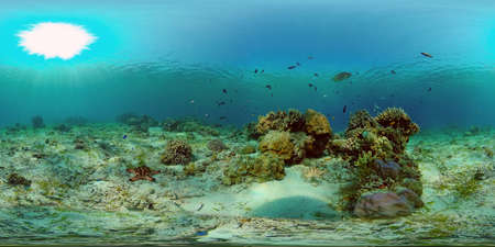 Marine scuba diving. Underwater colorful tropical coral reef seascape. Philippines. 360 panorama VRの写真素材