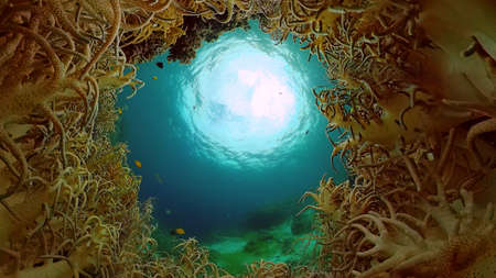 Underwater fish reef marine. Tropical colorful underwater seascape with coral reef. Panglao, Bohol,...