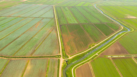 Top view agricultural landscape areas. Green crops in field in early summer.