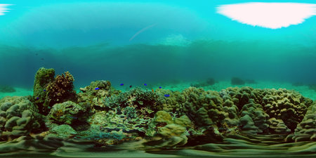 The underwater world of coral reef with fishes at diving. Coral garden under water. Coral Reef Fish...