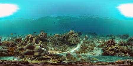 Marine life sea world. Underwater fish reef marine. Tropical colourful underwater seas. Philippines....