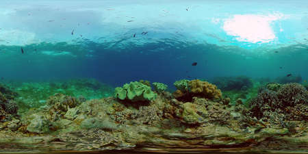 Tropical fishes and coral reef at diving. Beautiful underwater world with corals and fish. 360 panorama VRの写真素材
