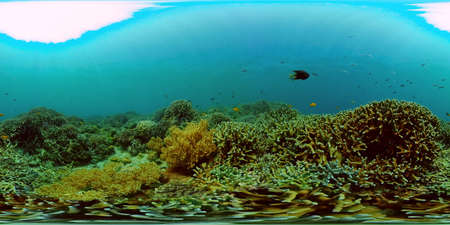 Coral reef underwater with fishes and marine life. Coral reef and tropical fish. Philippines....