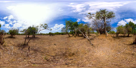 Jungle and savannah in Kumana National Park, Sri Lanka. 360-Degree view.