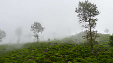 Tropical landscape with Tea estate among the mountains in the fog. Tea plantations in Sri Lanka.