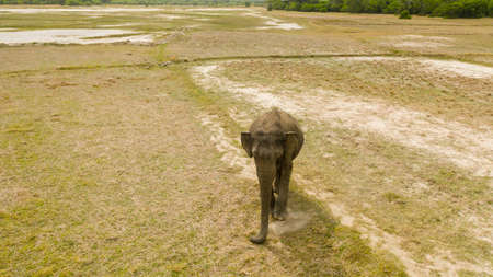 Wild elephant in the national park of Sri Lanka.の写真素材