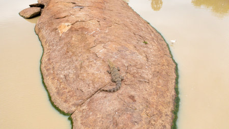Aerial view of crocodile basks in the sun lying on a rock. Alligators in their natural habitat. Sri Lanka. Panama Wewa.の写真素材