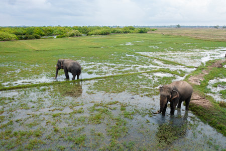 Top view of elephants in a flooded rice field feeds on lush grass. Arugam Bay Sri Lanka.