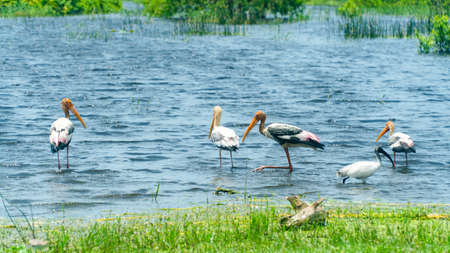 Herons and other birds in wetlands. Kumana National Park. Sri Lanka.