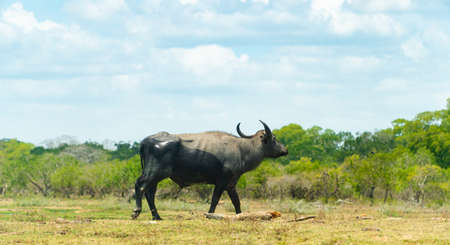 Buffalo in the national park of Sri Lanka.の写真素材