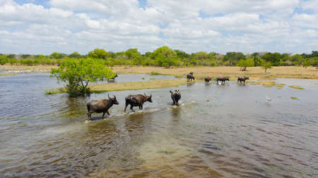 Aerial view of Water buffaloes in Kumana National Park. Sri Lanka.