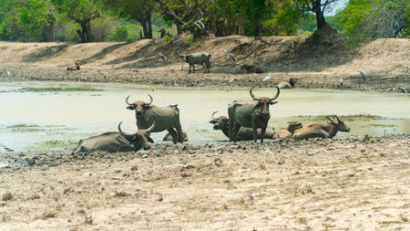 Buffaloes in the national park of Sri Lanka.の写真素材