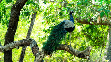 Peacock on the tree. Portrait of beautiful peacock. The Indian peafowl or blue peafowl (Pavo cristatus). Natural Habitat.の写真素材
